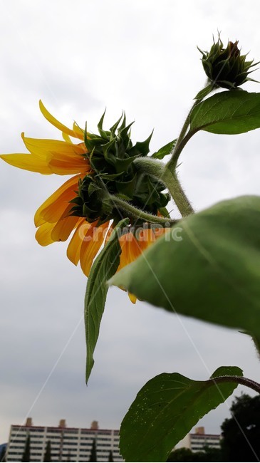 plant,식물,flower,꽃,해바라기,식물,자연,plants,nature,꽃,flower