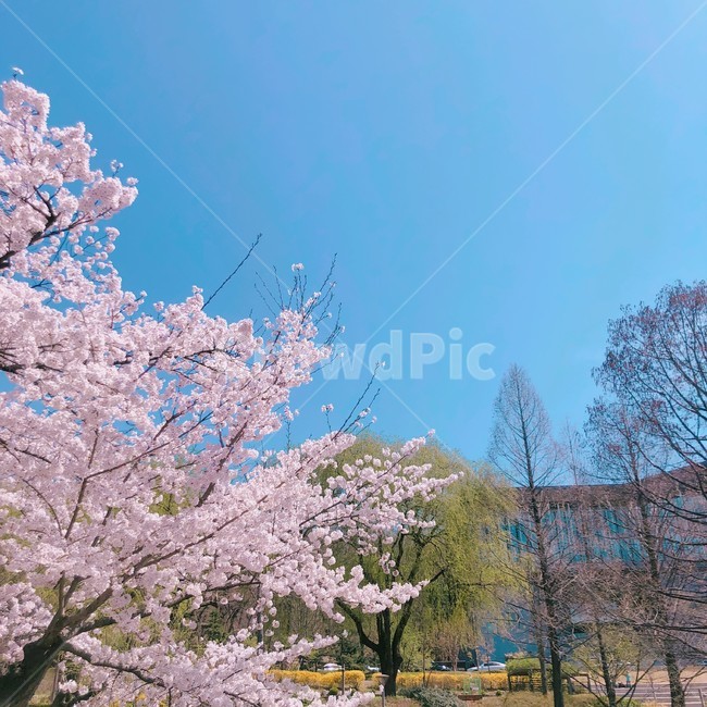 봄,벚꽃,풍경,spring,cherryblossom,pink