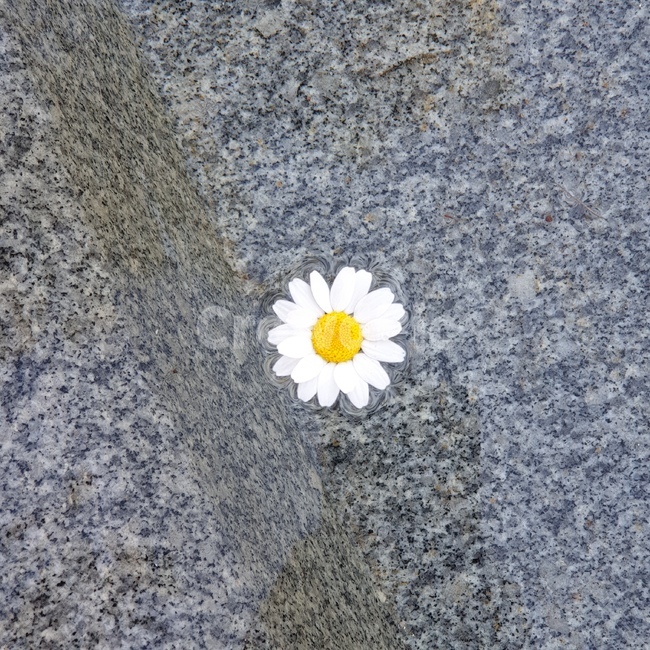 꽃,물길,물,감성,봄
