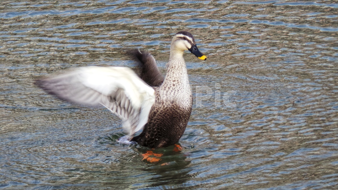 조류,오리,새,동물,duck,동물,animal,조류,새,birds