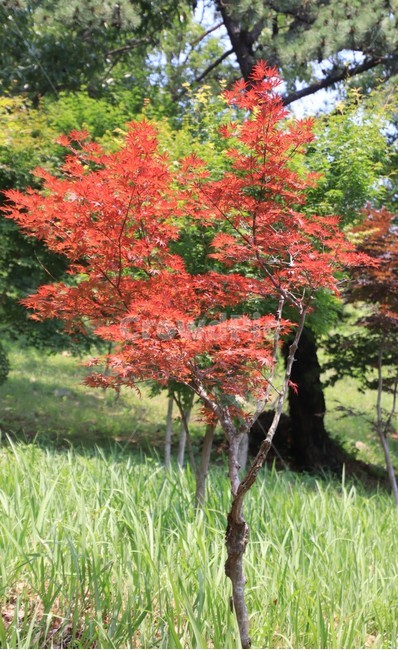 나무,단풍,애기단풍,여름,산,식물,자연,plants,nature,나무,trees,wood