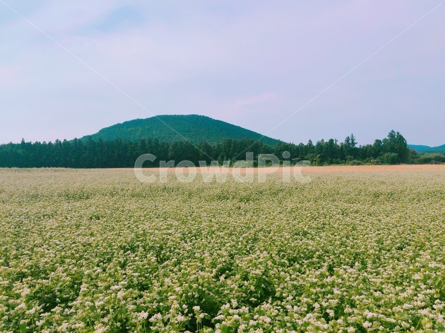 제주도,제주오름,메밀,메밀밭,제주메밀,오름,하늘,제주풍경,잔디,산,나무
