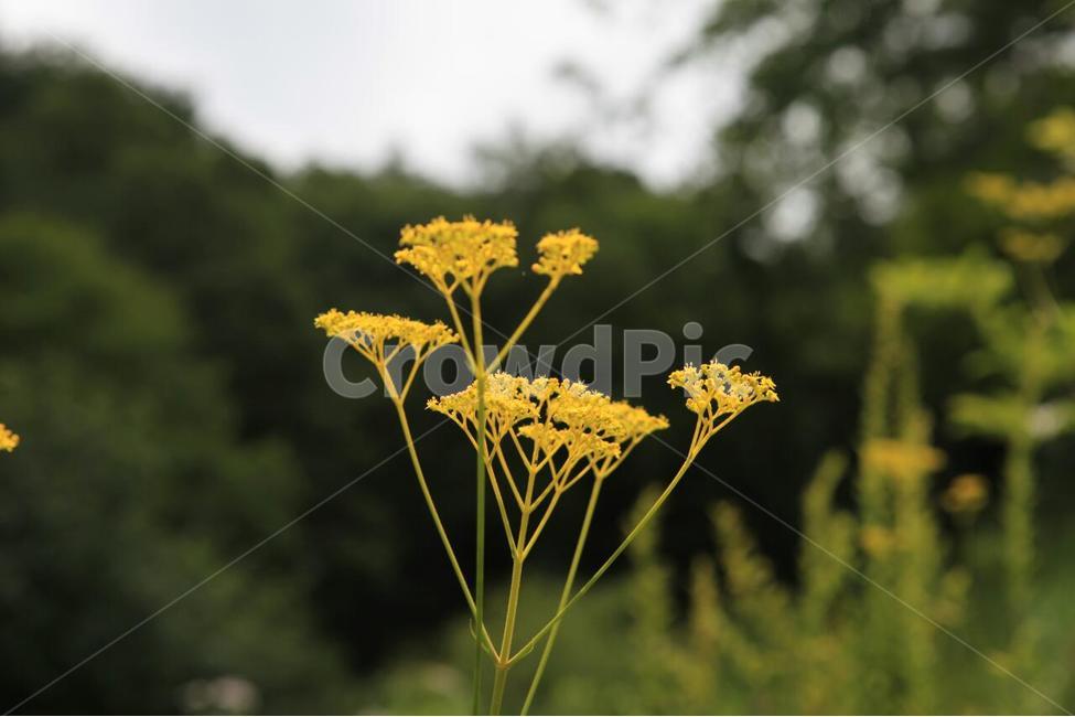 식물,꽃,식물원,화초,자연,식물,자연,plants,nature,꽃,flower