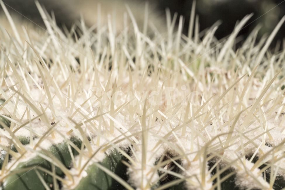 선인장,식물,사막,열정,가시,보호,식물,자연,plants,nature