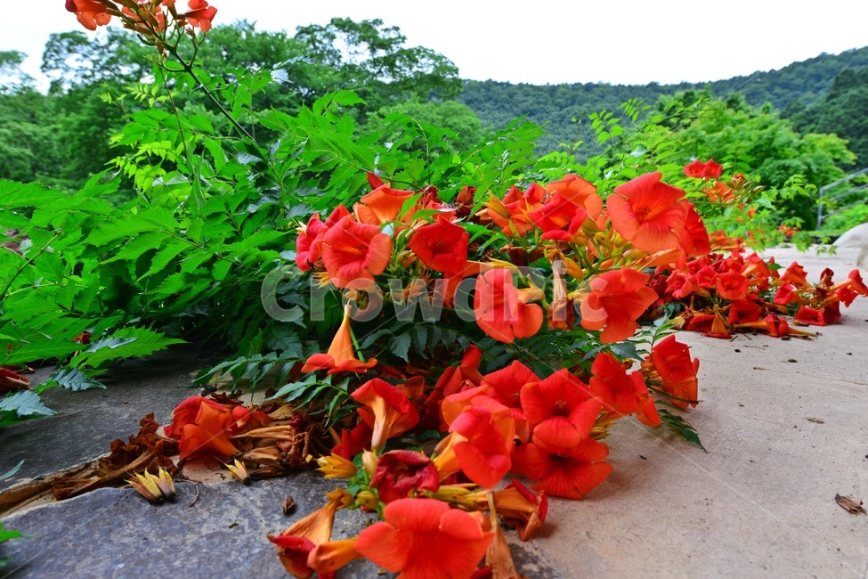 plant,식물,blossom,flower,꽃,능소화,화순,만연사