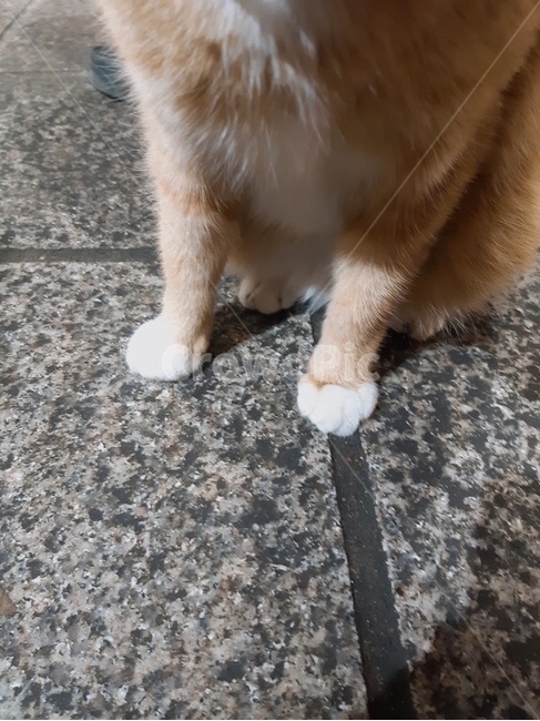 고양이,고양이발,동물,발,귀여움