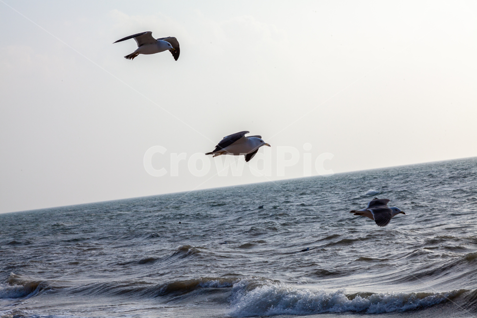 seagull,bird,새,animal,동물,flying,나는,제부도,바다,jebudo,sea,파도,자연,nature,ocean,대양,물,water