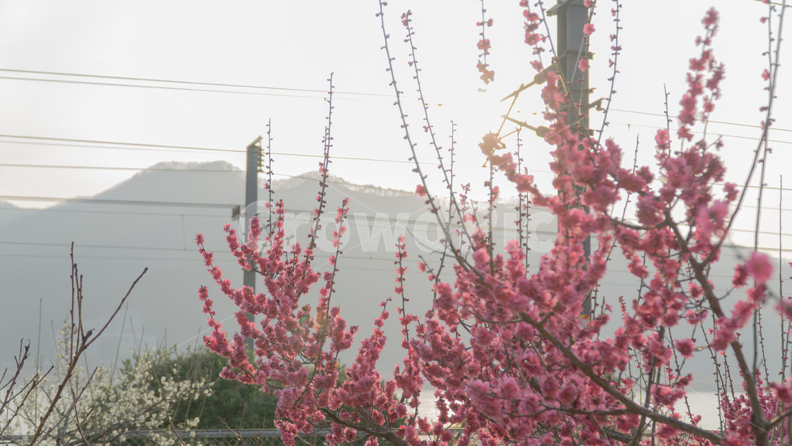 봄,매화,꽃,자연풍경,식물,한국자연풍경,봄,계절,spring,season,식물,자연,plants,nature,꽃,flower,plant,blossom