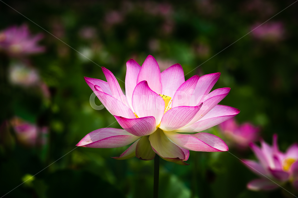 연꽃,연꽃밭,연못,연잎,호수,식물,자연,plants,nature,꽃,flower
