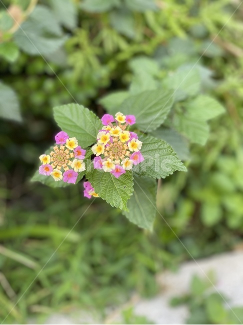 pottedplant,화분,plant,식물,허브,planter,herbs,herbal,꽃,화단,정원,flower,garden,식물,자연,plants,nature,꽃,flower