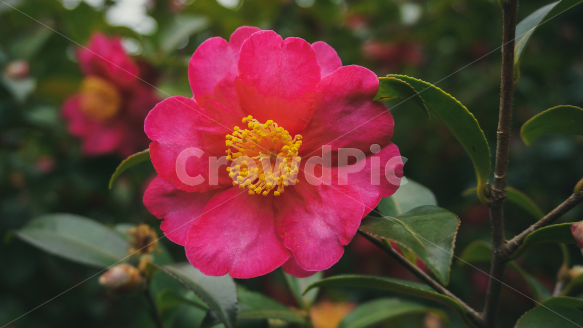 꽃잎,꽃,분홍,아련,flower,petal,flowerleaf,pink,식물,자연,plants,nature,꽃,flower