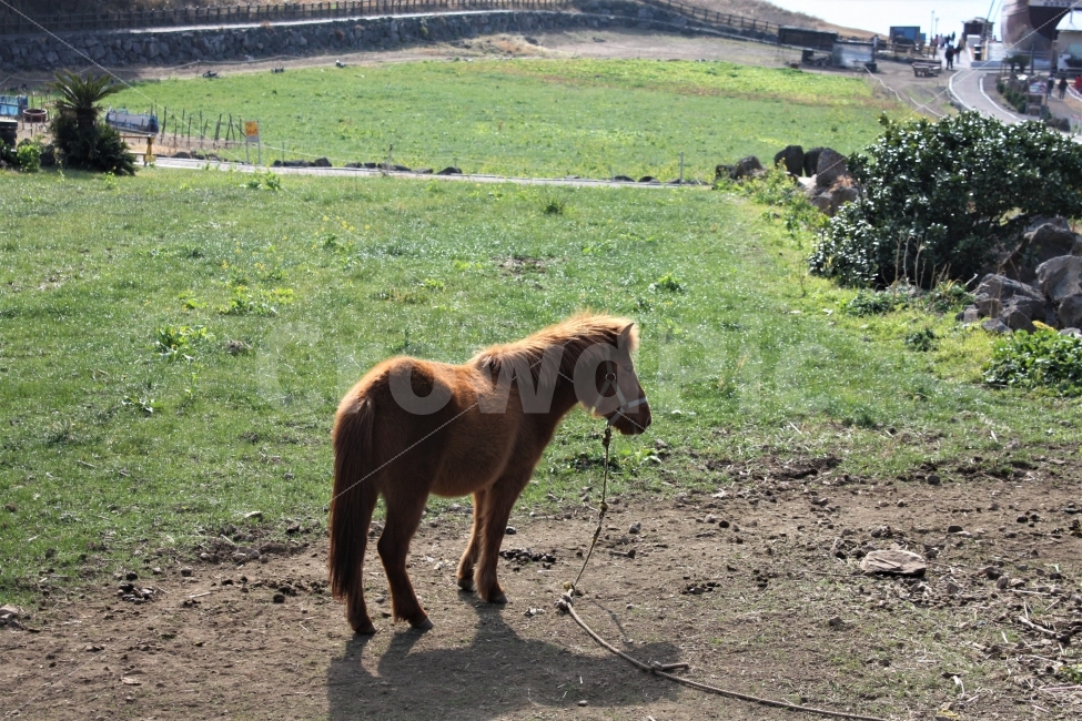 조랑말,말,제주도,초원,초식동물,pony,grass,horse,nature,riding,JejuIsland,제주도,jeju,jeju island,동물,animal,포유류,mammal