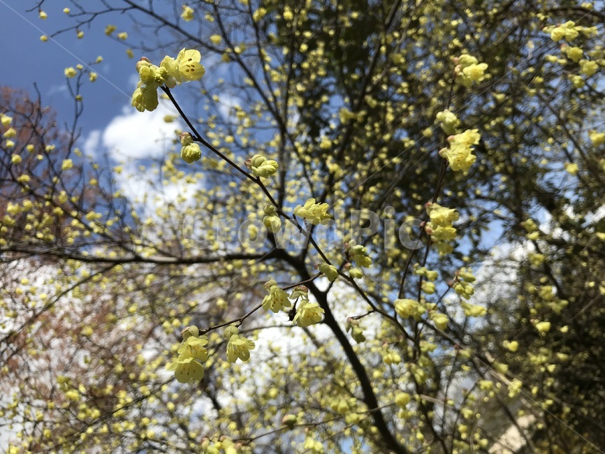 꽃,나무,봄,개화,산수유,봄,계절,spring,season,식물,자연,plants,nature,꽃,flower,plant,light,빛,flare,플레어