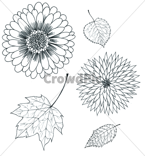손그림,handdrawing,팬그림,팬라인,pen,penline,penpicture,pendrawing,plant,식물,꽃,flower,bloom,blossom,나뭇잎,leaf,foliage,umbrage,나뭇가지,bough,twig,sprig,branch,봄,spring,springtime