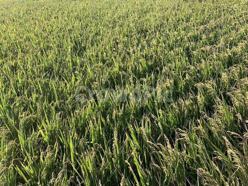 들,field,식물,plant,곡식,벼,곡물,쌀,가을곡식,식물,자연,plants,nature