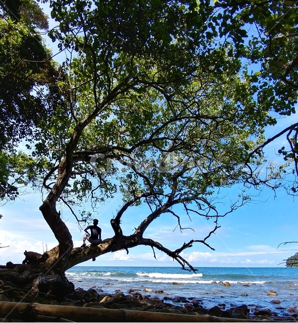 코타키나발루,kotakinabalu,나무,tree,남자,앉은모습,인간,사람,바다,바다와나무,sea,seantree,자연,nature,뒷모습,자연,풍경,nature,landscape