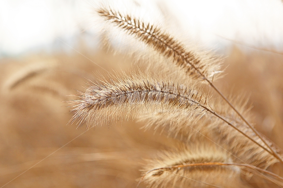 강아지풀,강아지풀꽃,꽃,잡초,가을,풀,공원,야외,가을,계절,fall,autumn,season,식물,자연,plants,nature