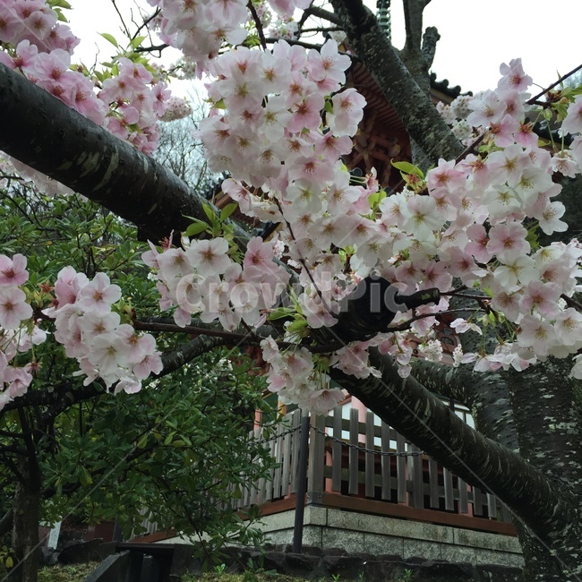 plant,식물,꽃,벗꽃,봄,flower,cherryblossom,spring,봄,계절,spring,season,식물,자연,plants,nature,꽃,flower