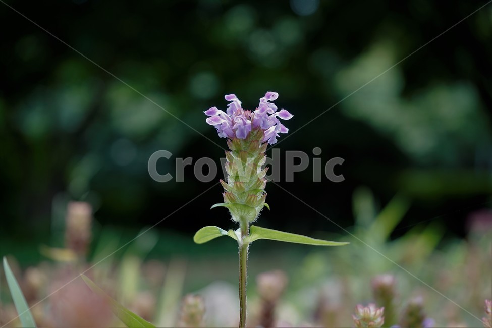 꿀풀,식물,자연,nature,plant,prunellavulgaris,selfhealherb