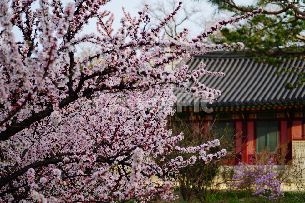 창덕궁,한국,korea,대한민국,서울,seoul,고궁,궁전,궁궐,조선,조선시대,조선왕조,왕궁,한옥,한국적인,한국문화,문화,한국전통,전통,문화재,전통문화,지붕,처마,담청,풍경,landscape,자연,nature,역사,히스토리,history,봄,봄꽃,spring,4월,april,기와,왕실,palace,changdeokgung,한국자연,한국풍경,나무,tree,하늘,sky,한국전통,한국문화,korean traditional,korean culture,식물,자연,plants,nature,꽃,flower,건축물,건물외관,exterior,building,structure,architecture,construction