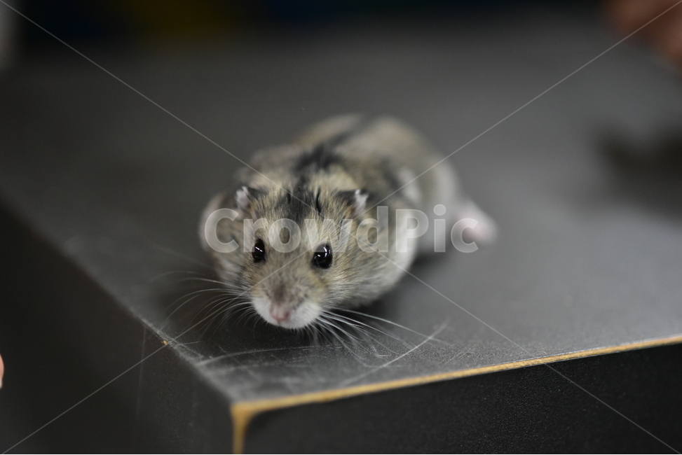 햄스터,동물,애완동물,포유류,펫,귀여움,귀여운,hamsters,mammals,pets,pet,cute,동물,animal,포유류,mammal