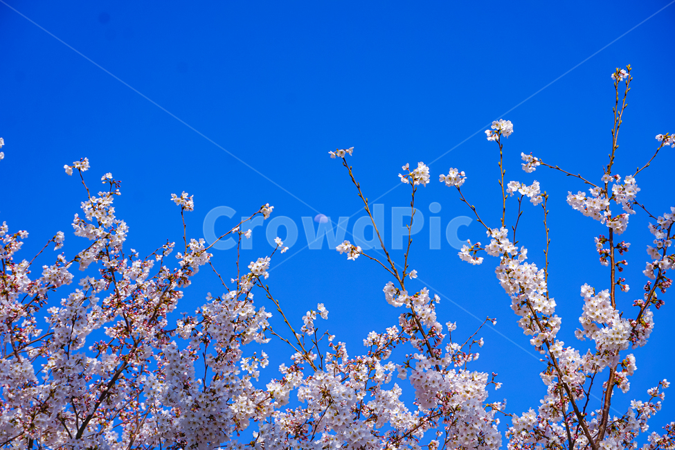 벚꽃,꽃,하늘,cherryblossom,blossom,flower,sky,plant,식물,풍경,봄,spring