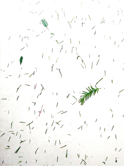 벽,흰색,배경,초록색,나뭇잎,잎,wall,leaves,leaf,Background,흩어진,식물