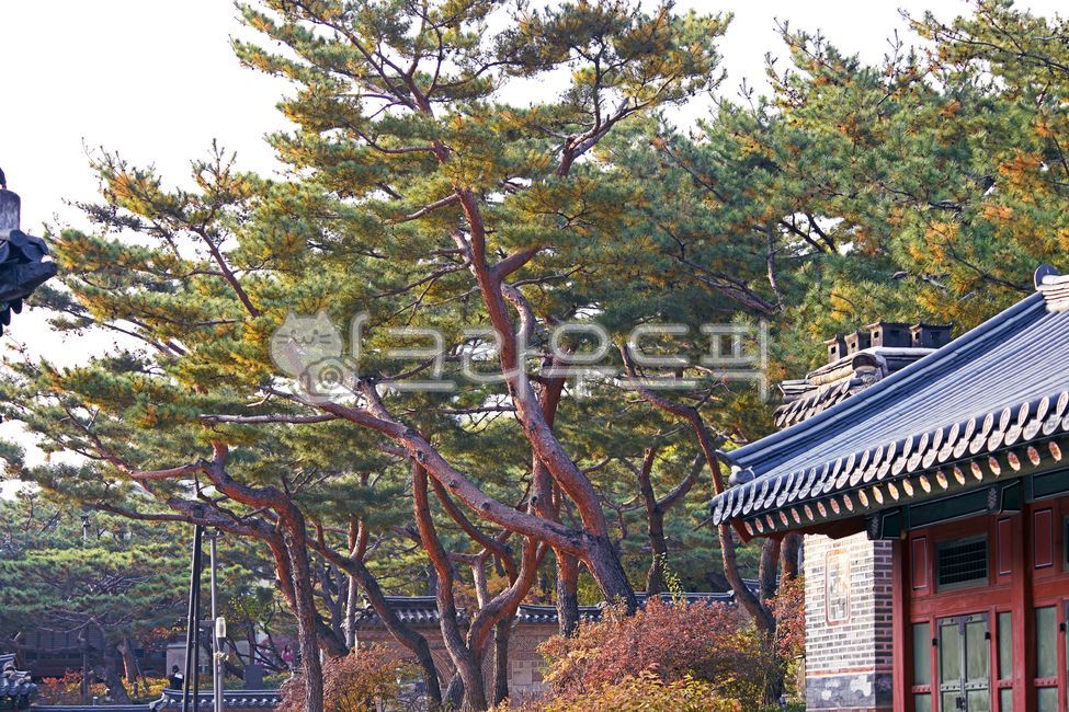 덕수궁,궁궐,대한제국,나무,가을,계절