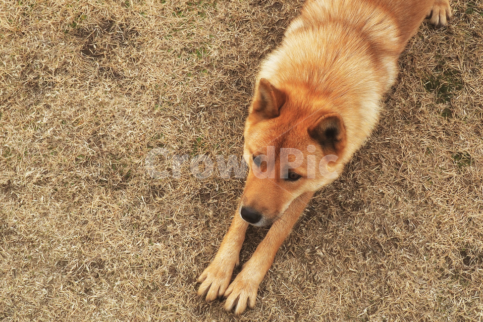 감성,감성사진,진돗개,강아지,멍멍이,dog,동물,animal,포유류,mammal,개,강아지,dog,doggy