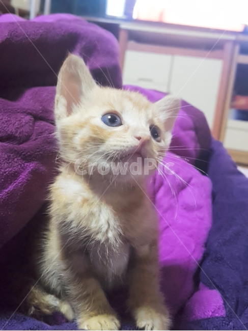 동물,고양이,아기고양이,집,cat