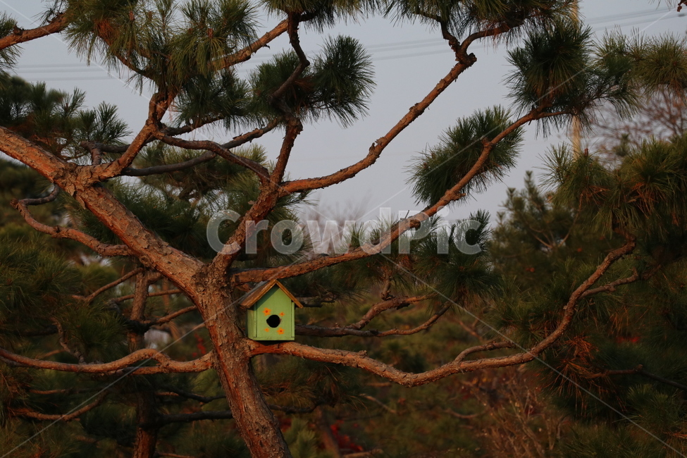 소나무,나무,송림,숲,소나무모습,식물,자연,plants,nature,나무,trees,wood