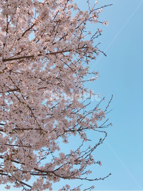 벚꽃,벚꽃길,산책,산책길,봄,봄,계절,spring,season,plant,식물,flower,꽃,blossom