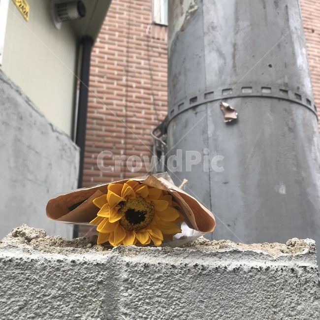 plant,식물,sunflower,해바라기,시멘트,cement,street,vintage,빈티지,전봇대,telephonepole,flower
