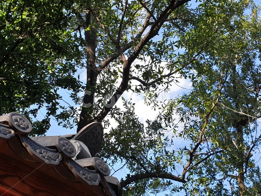 tree,나무,plant,식물,풍경,한옥,식물,자연,plants,nature,나무,trees,wood