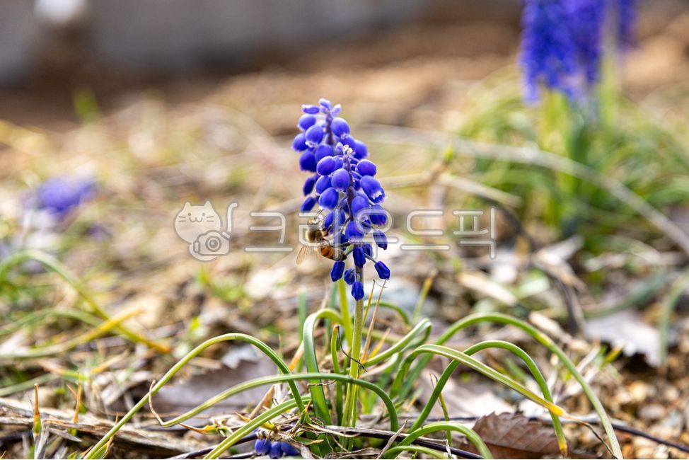 purple flower,grapehyacinth,nature,plant,Muscari,purple,flower