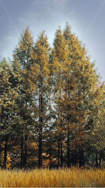 tree,나무,plant,식물,단풍,가을,계절,fall,autumn,season,자연,풍경,nature,landscape