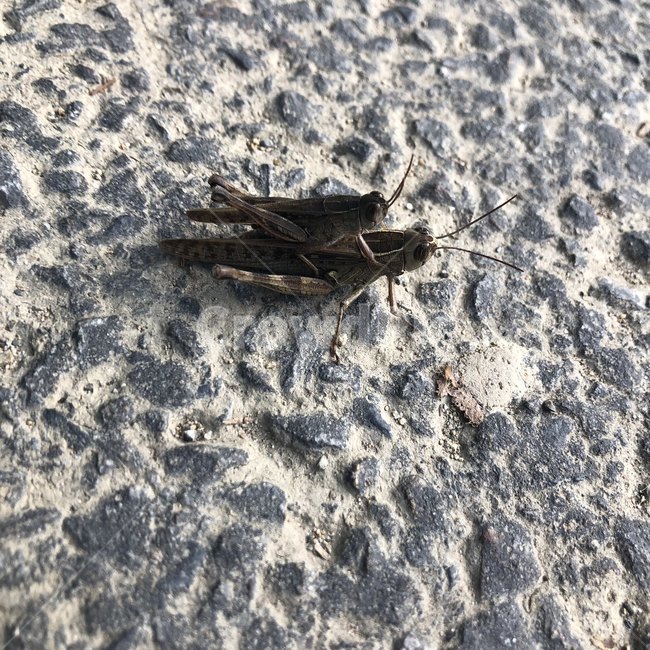 귀뚜라미,귀뚜라미짝짓기,짝짓기,곤충,벌레,자연,동물,animal,곤충,벌레,insect,bug