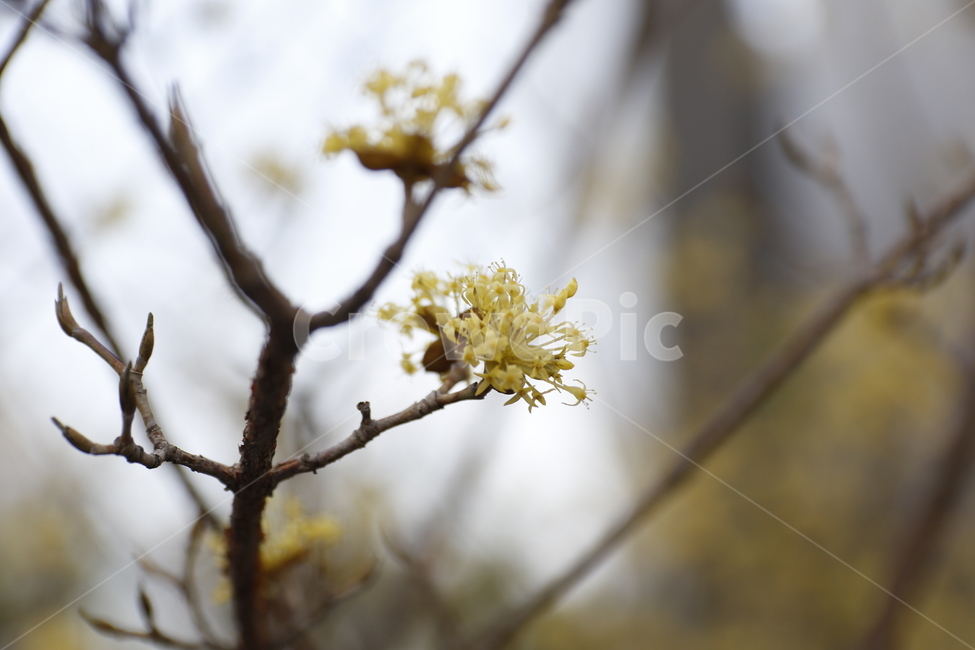 봄,개나리,벚꽃,산수유,노랑,노란,도심,풍경,숲,봄,계절,spring,season,식물,자연,plants,nature,꽃,flower,plant