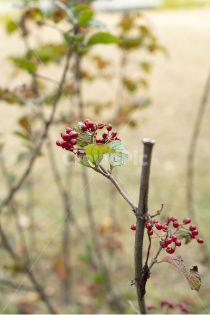 자연,가을,풀,빨강,열매,식물,자연,plants,nature,과일,열매,fruit