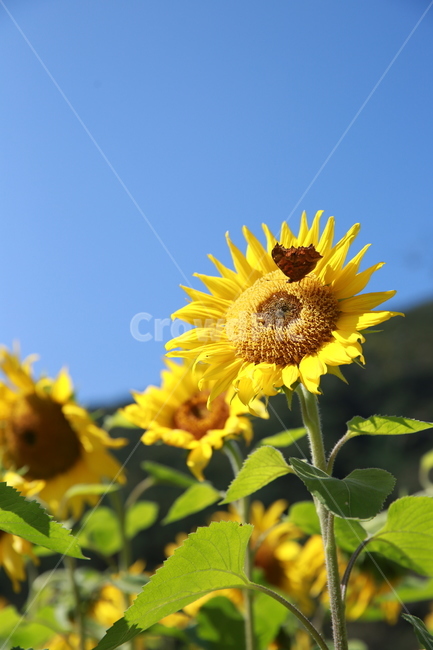 해바라기,자연,하늘,꽃,나비,여름,sky,nature,flower,summer,butterfly,감성,계절,season,sensible,파란하늘,가을하늘,plants,sunflower,여름,계절,summer,season,식물,자연,plants,nature,꽃,flower,동물,animal,곤충,벌레,insect,bug,plant,blossom