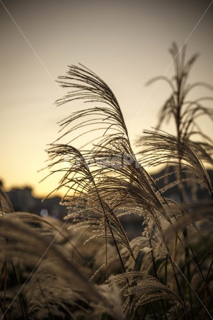 grass,plant,잔디,식물,갈대,가을,계절,fall,autumn,season,식물,자연,plants,nature,lawn,reed