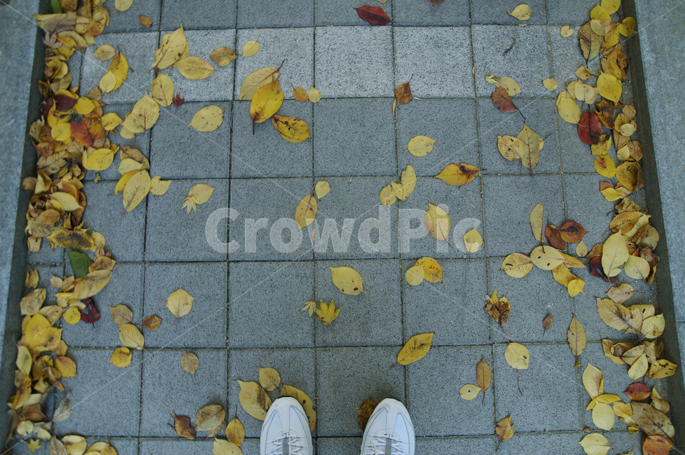 가을,단풍,감성,배경,sensitive,feeling,fall,감성사진,가을,계절,fall,autumn,season