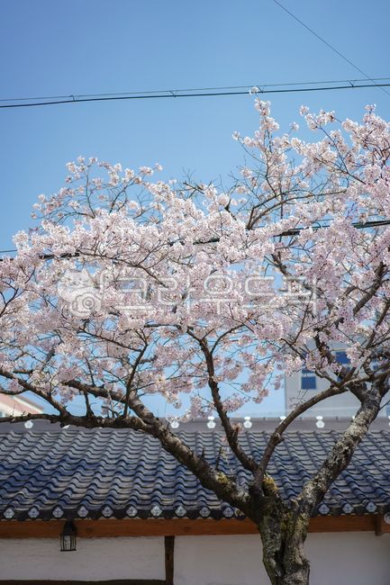 spring flowers,spring,Cherry Blossom,cherryblossom,flower