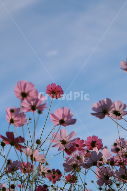 가을,가을감성,코스모스,자연,꽃,분홍색,핑크색,가을,계절,fall,autumn,season,식물,자연,plants,nature,꽃,flower,plant