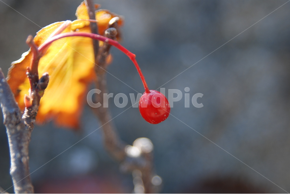 빨간열매,노랑,잎사귀,빨강,열매,과일,열매,fruit