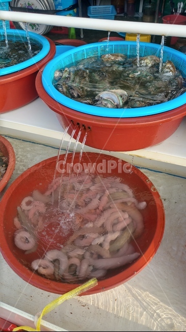 해산물,문어,개불,멍게,전복,낙지,해삼,조개,보양식,바다,부산,연화리,고동,시장,마트,마켓,market,mart,market place,음식,식재료,요리,food,cook,meal,dishes,food reserves,수산물,해산물,fishery products,seafood