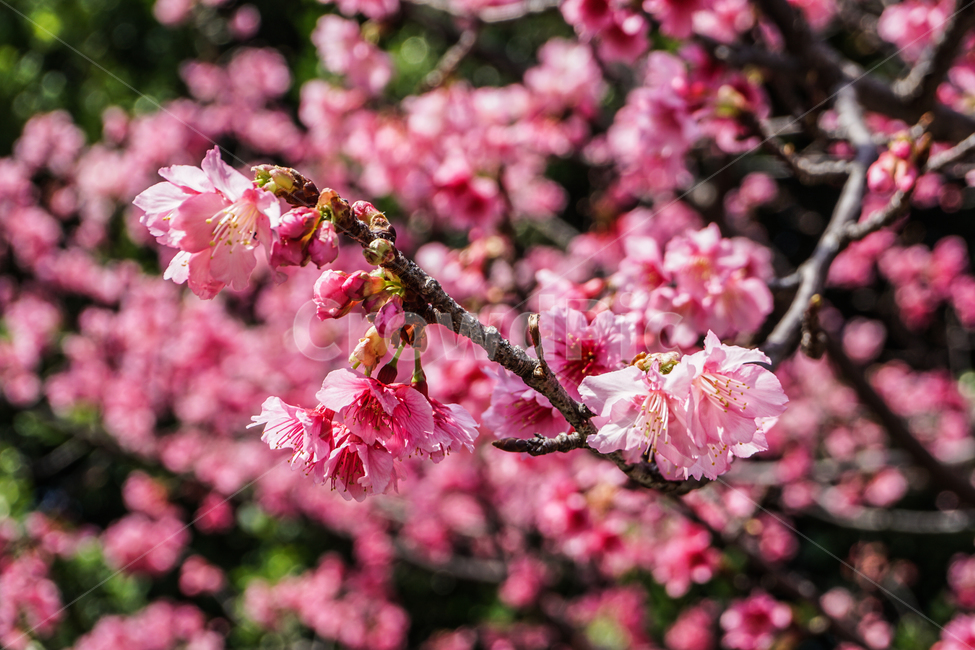 벚꽃,꽃,일본,flower,일본벚꽃,꽃놀이,식물,자연,plants,nature,꽃,flower