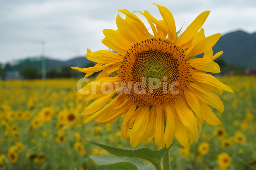 해바라기,sunflower,노란꽃,자연,식물,여름,힐링,식물,자연,plants,nature,꽃,flower