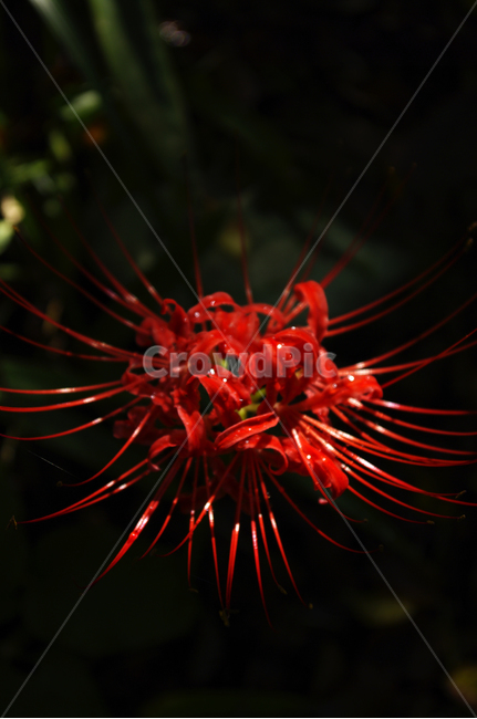 꽃,flower,꽃무릇,식물,color,red,식물,자연,plants,nature,꽃,flower