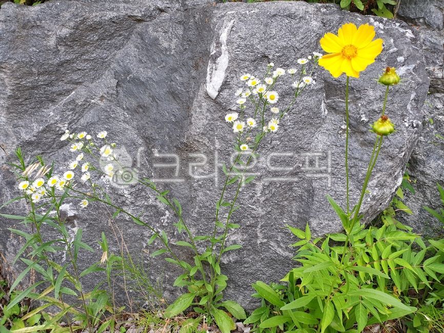 꽃,식물,바위,자연,꽃과바위